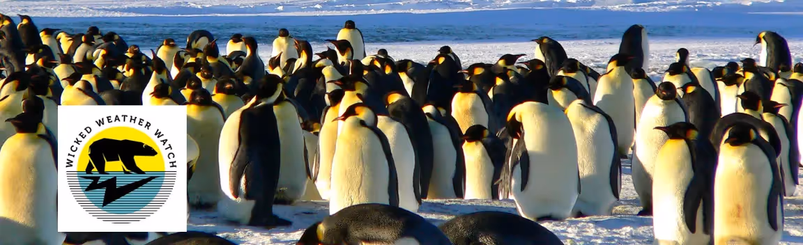 Arctic and Antarctic animals