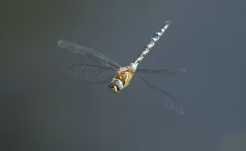 All About Dragonflies (Year 2)