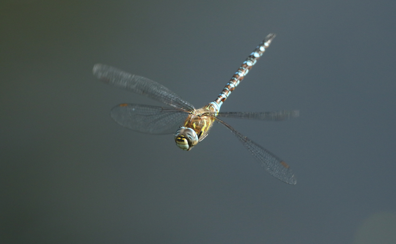 All About Dragonflies (Year 2)