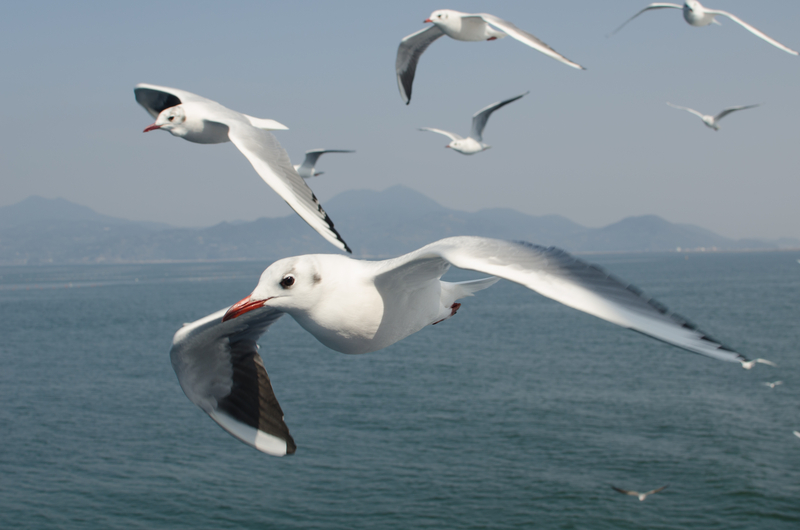 I Can't Stop Thinking About Birds, and Maybe You Shouldn't Either