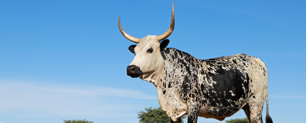 What Our Cattle Taught Me About a Changing Climate