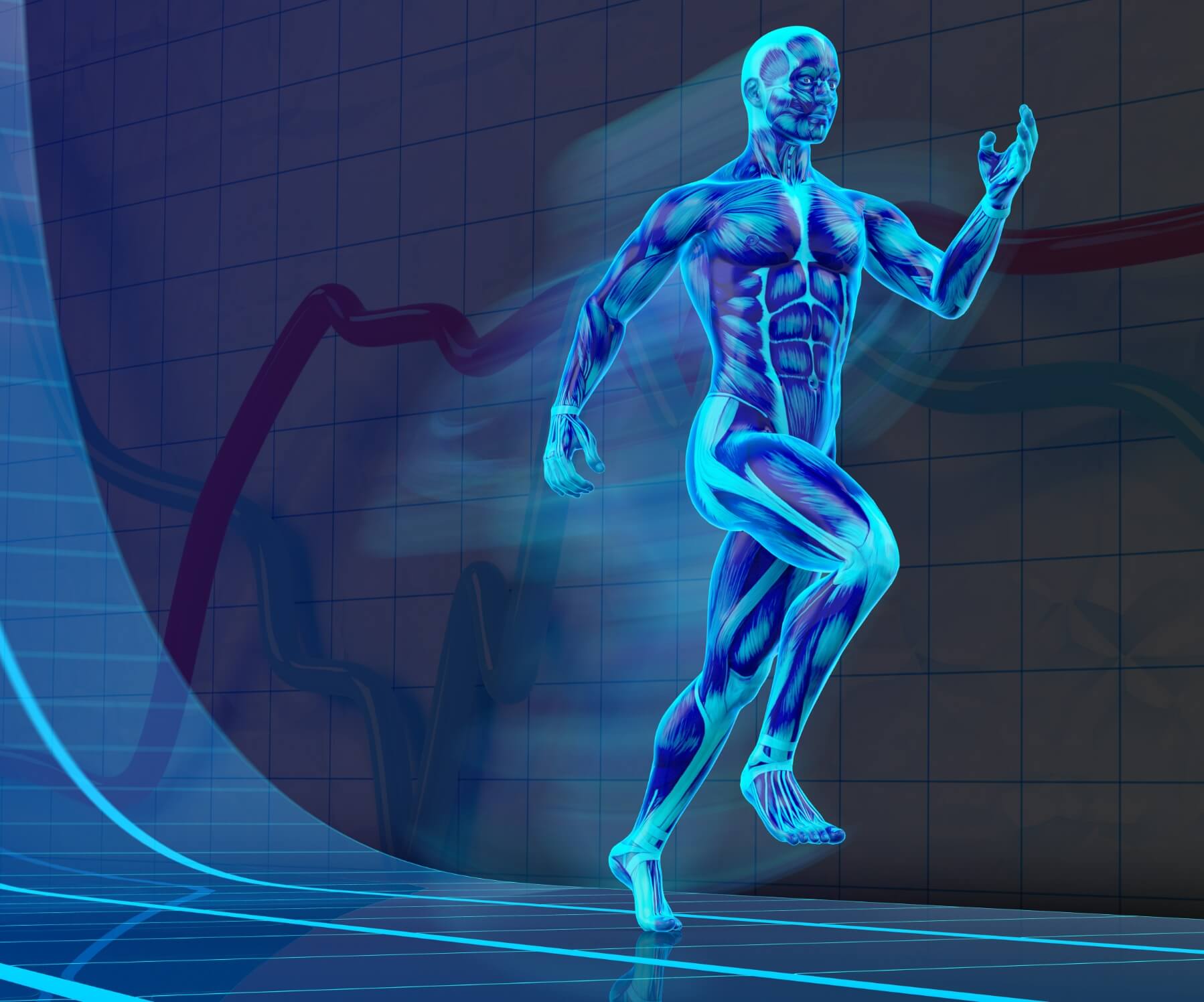 Digital illustration of a human muscular system in motion, depicting an athlete running.