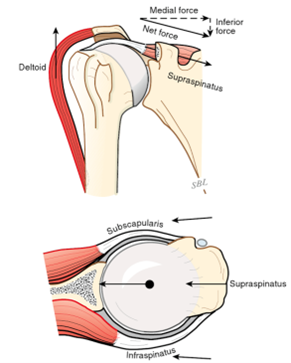 Normal rotator cuff centering the humeral head in the socket