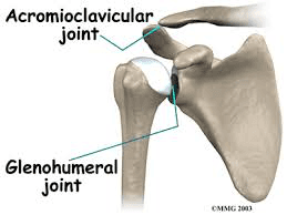 Anatomy of the shoulder showing the glenohumeral and AC joints