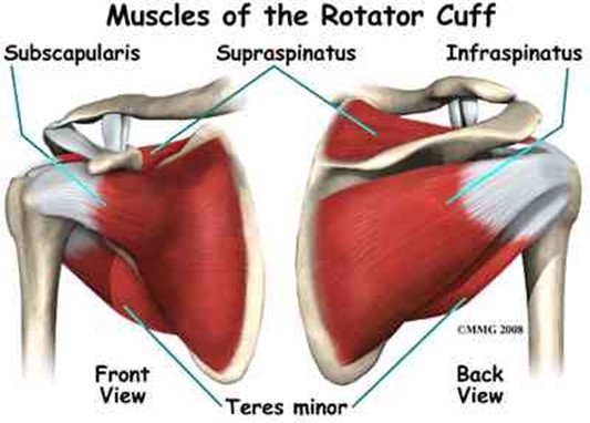The four muscles of the rotator cuff