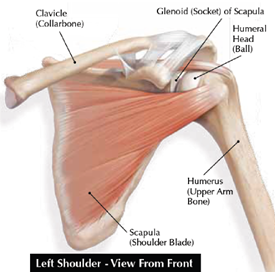 Anatomy of the shoulder joint