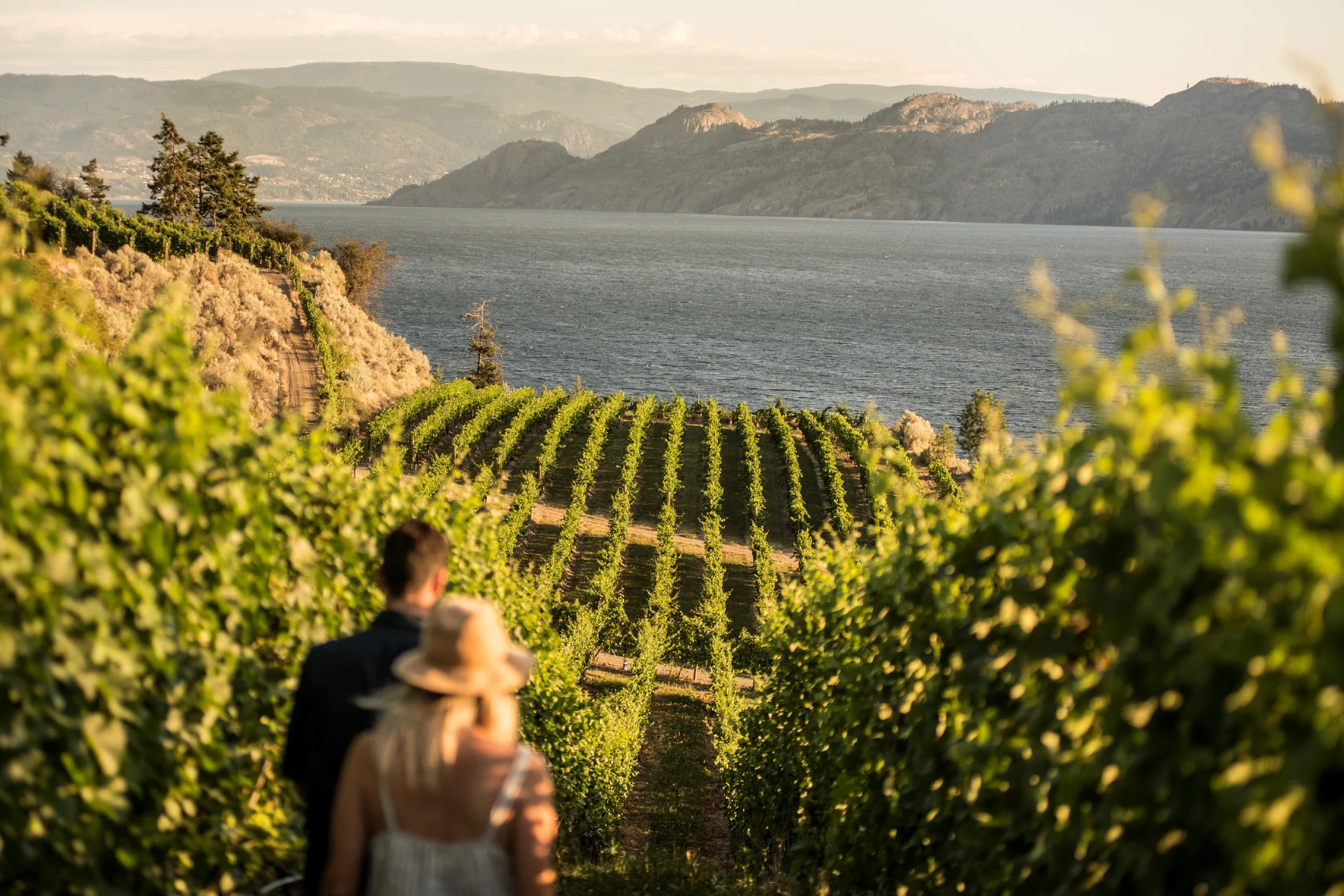 Couple walking between vineyard rows overlooking Okanagan Lake