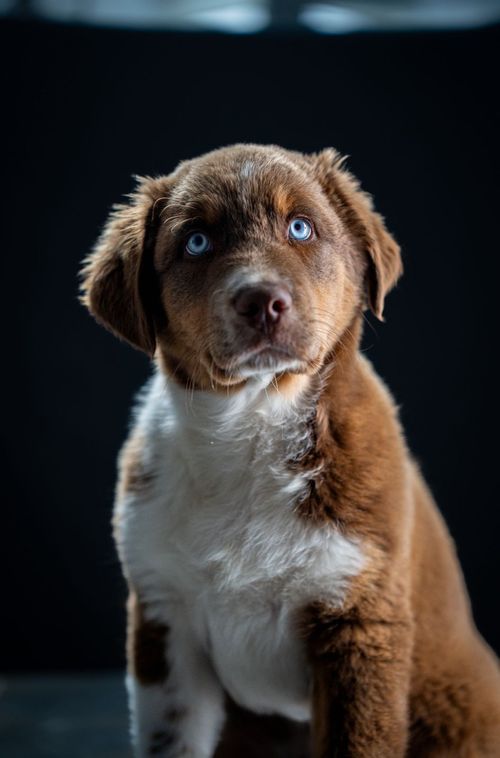 Es ist Amor, der kleine Hund von Geflügel Weiss zu sehen.