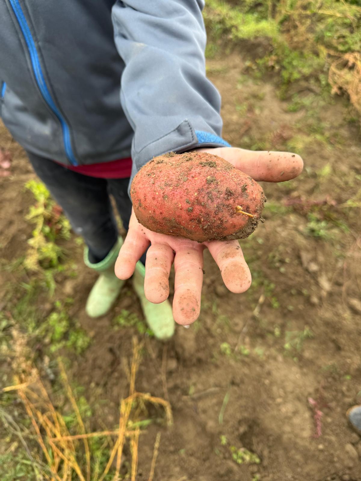 Die diesjährige Kartoffelernte der Klassen 6a und 6b