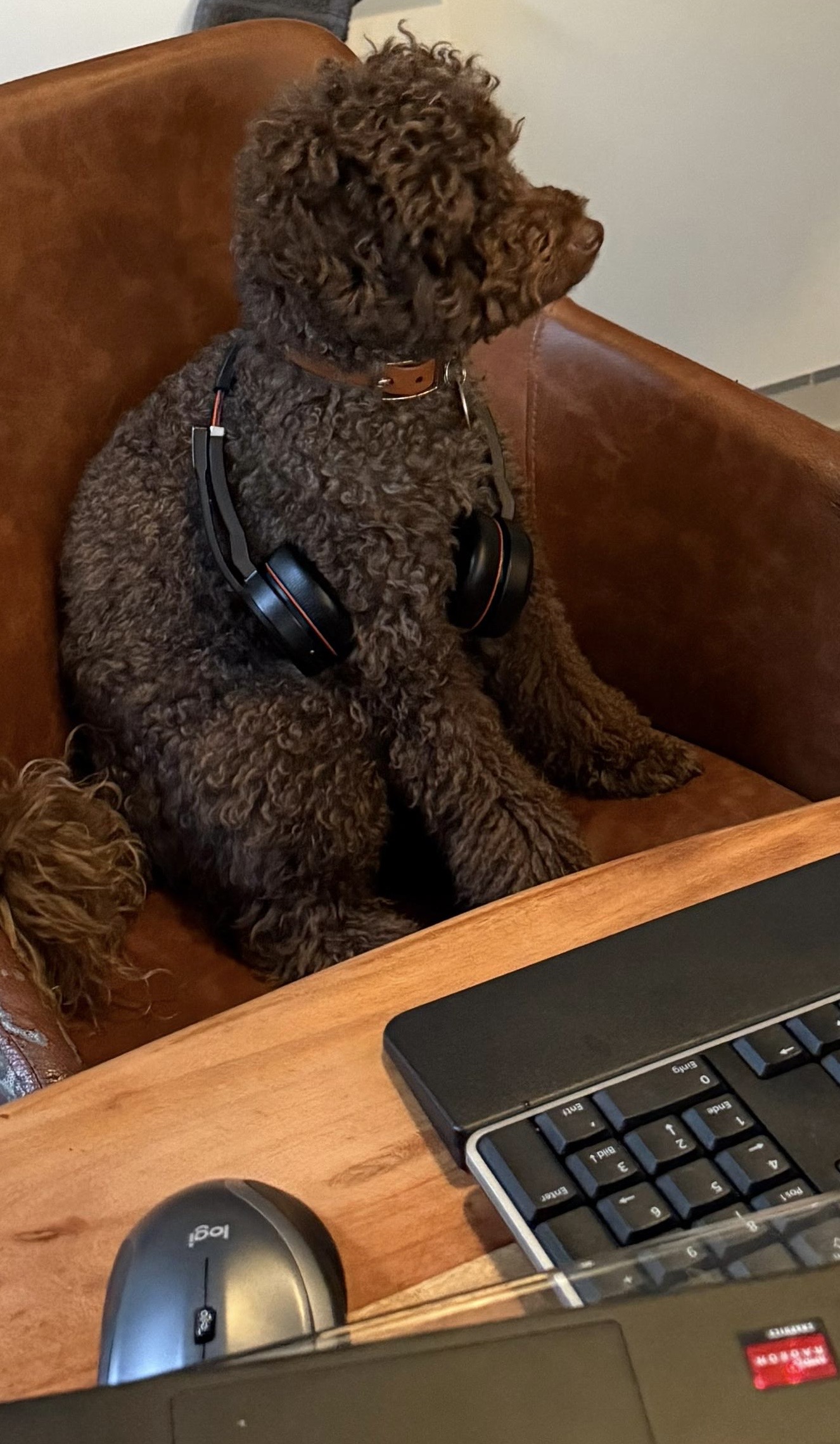 Dog with Headset