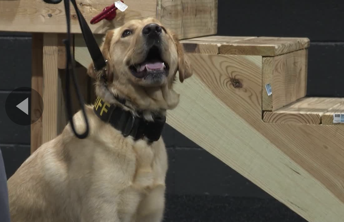 Meet K-9 Sherlock