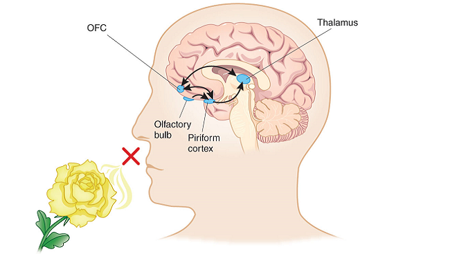 Making Sense of Scents: Smell and the Brain