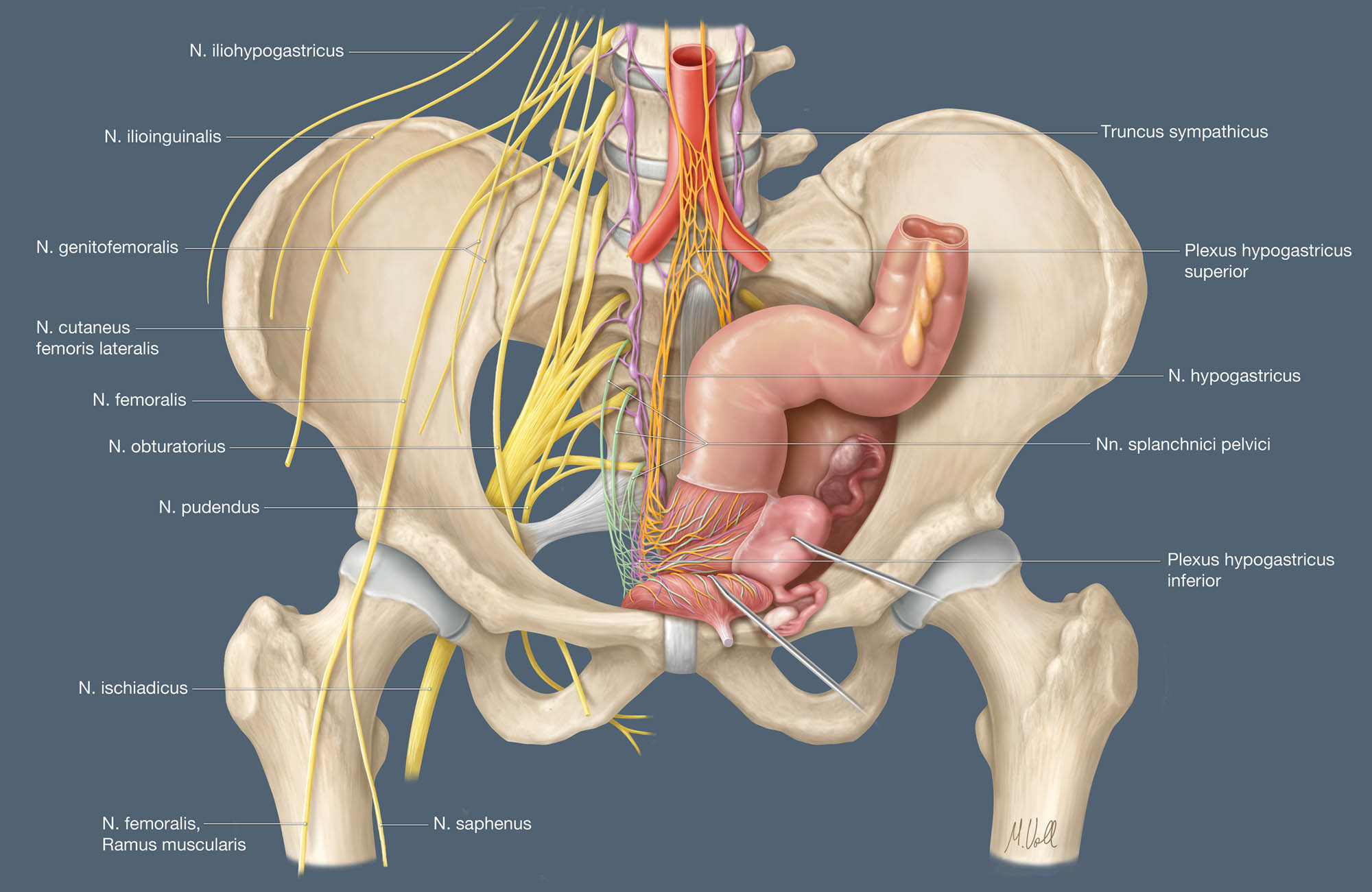 Review: Pelvic nerves – from anatomy and physiology to clinical applications