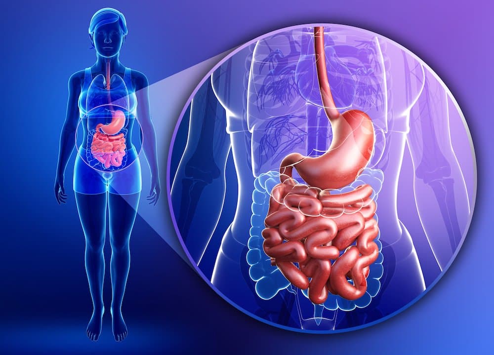 Anatomy of Your Digestive System - Revere Health