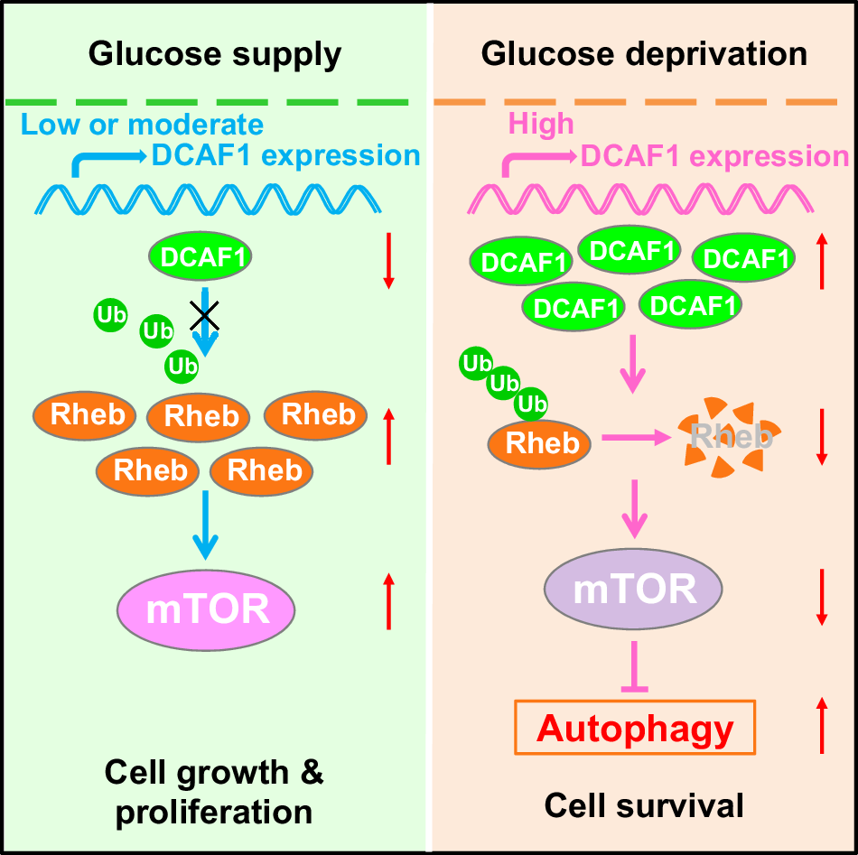 Glucose deprivation triggers DCAF1-mediated inactivation of Rheb-mTORC1 and  promotes cancer cell survival | Cell Death & Disease