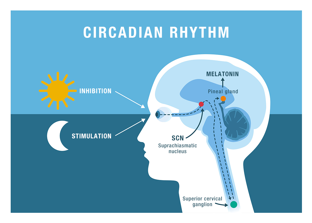 Melatonin: Understand the Sleep Hormone and Its Benefits