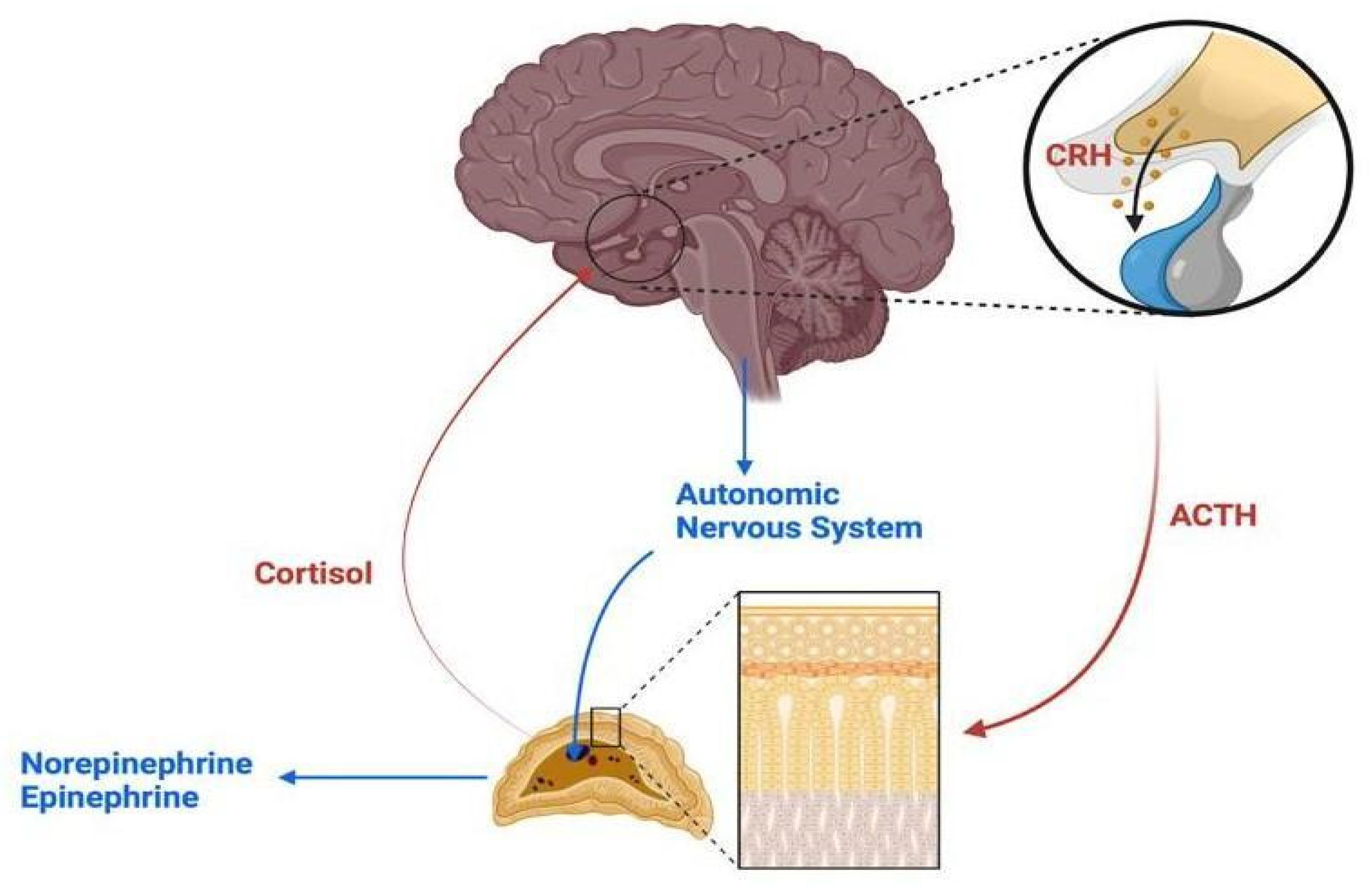 Chronic Stress and Headaches: The Role of the HPA Axis and Autonomic Nervous  System