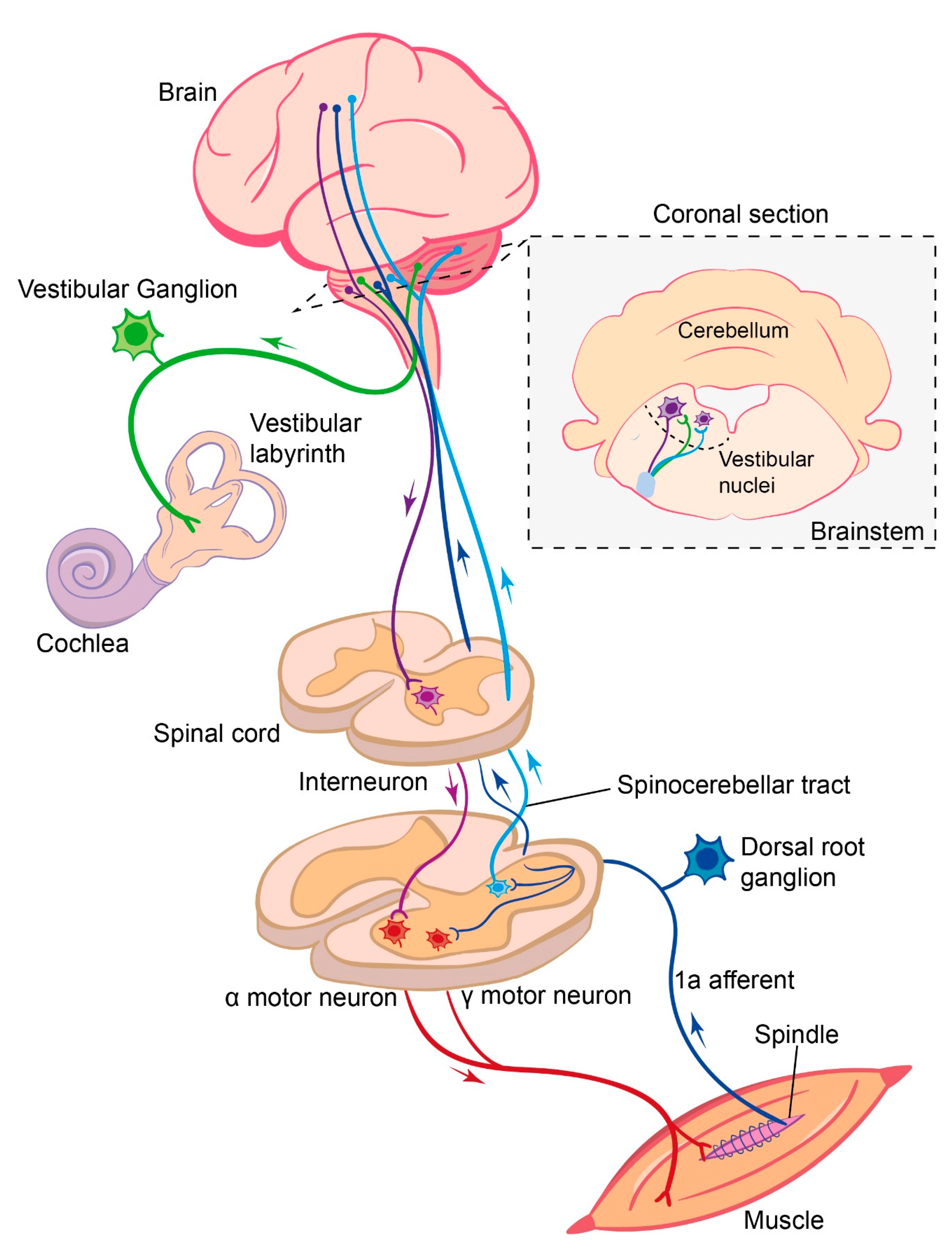 Relative Contribution of Proprioceptive and Vestibular Sensory Systems to  Locomotion: Opportunities for Discovery in the Age of Molecular Science