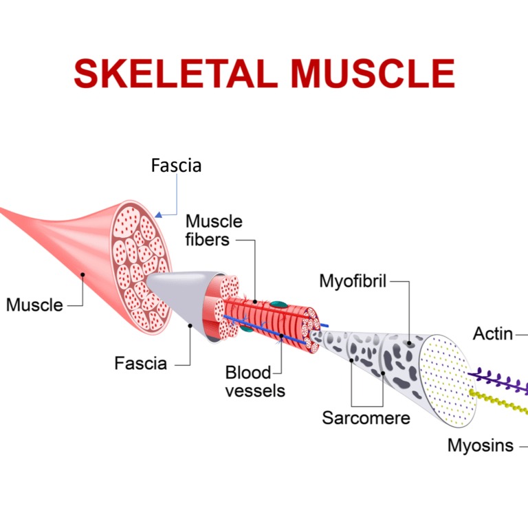 Fascia là gì? Mọi người chạy đều nên biết về Fascia (Mạc Cơ)