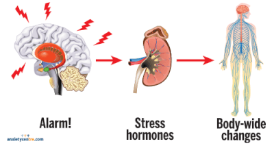 The Stress Response - AnxietyCentre.com