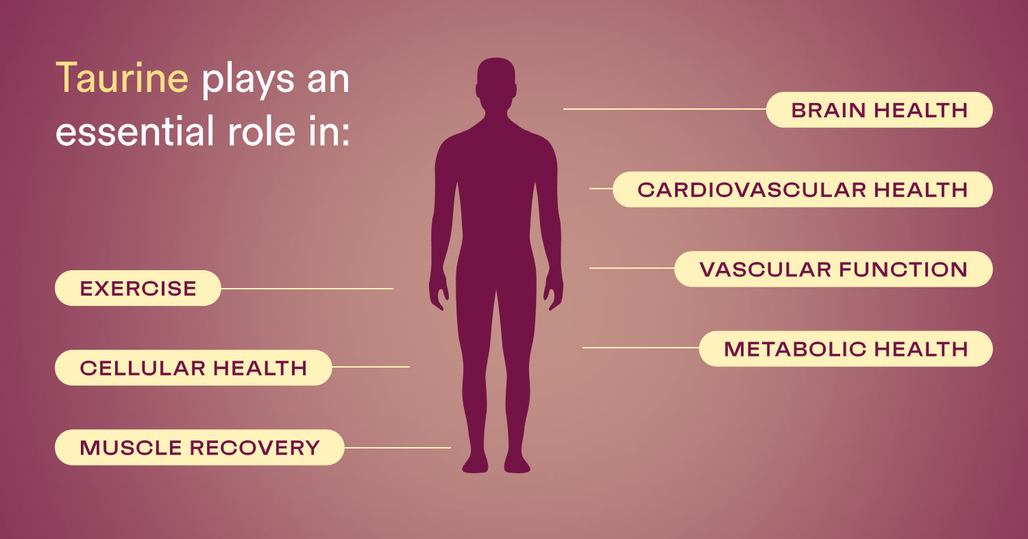 Taurine Benefits: The Amino Acid for Brain, Heart & Longevity