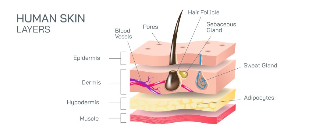Understanding the Layers of Your Skin