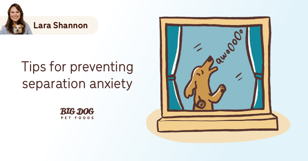 Image showcasing Tips for Preventing Separation Anxiety - Guides | Big Dog Pet Foods