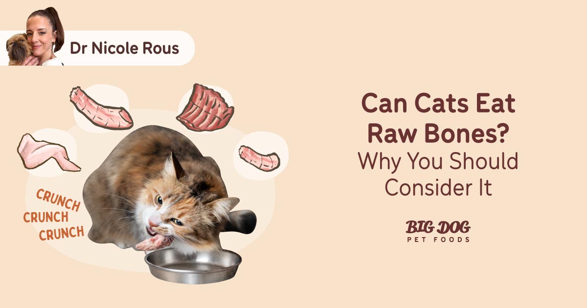 Can Cats Chew on Dog Bones: Risks and Safe Alternatives Explained
