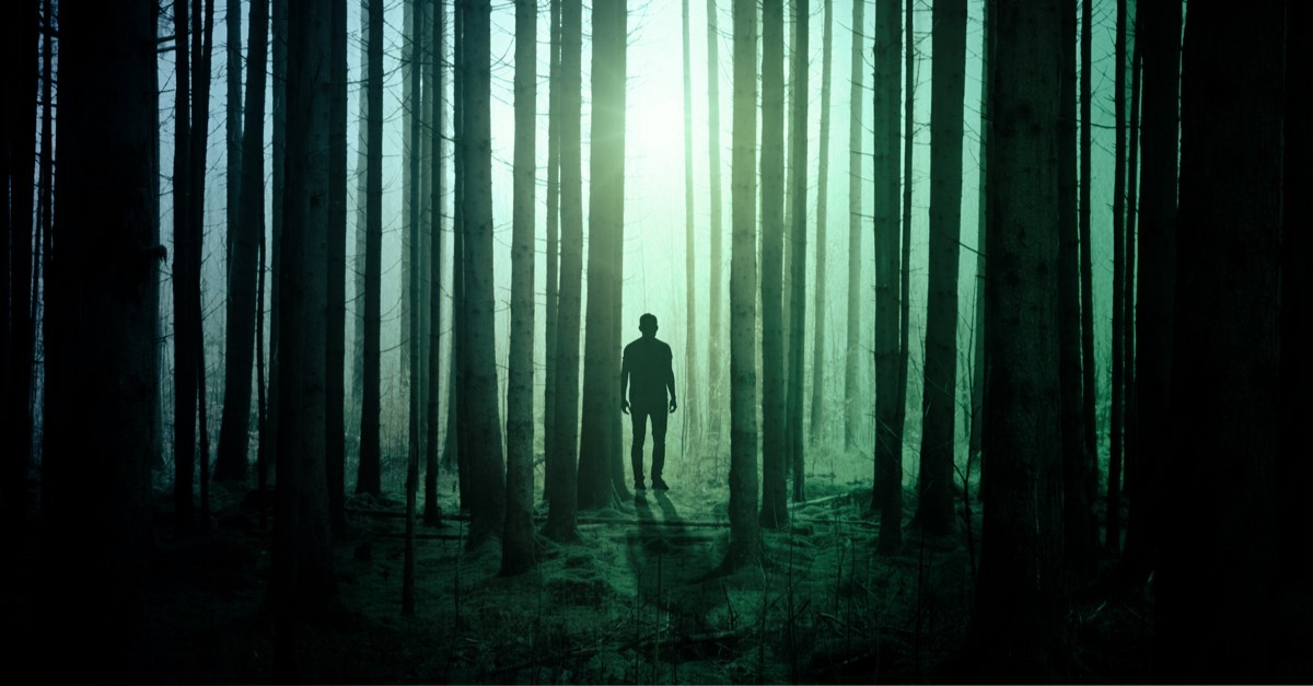 About all the magical creatures living in the data forest