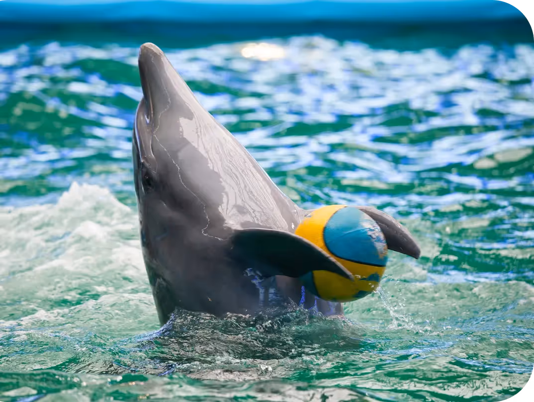Dolphin Show