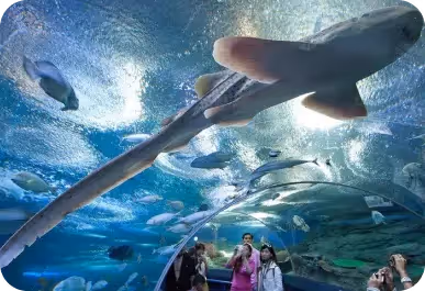 Gallery Slide Image