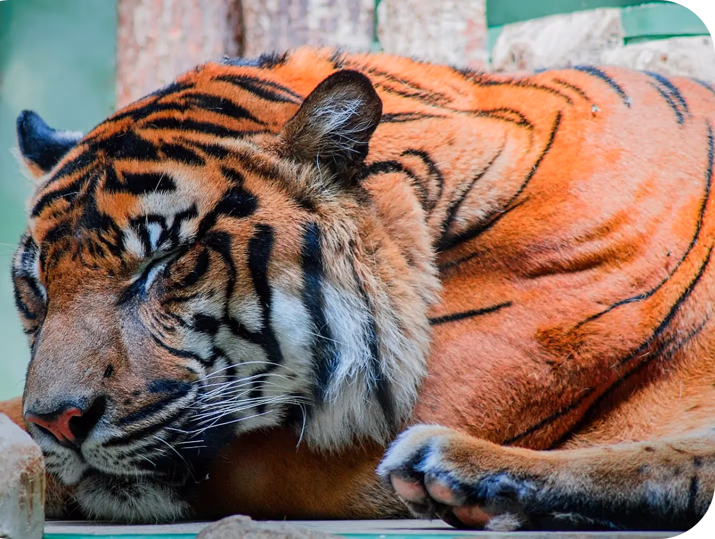 Tiger Kingdom