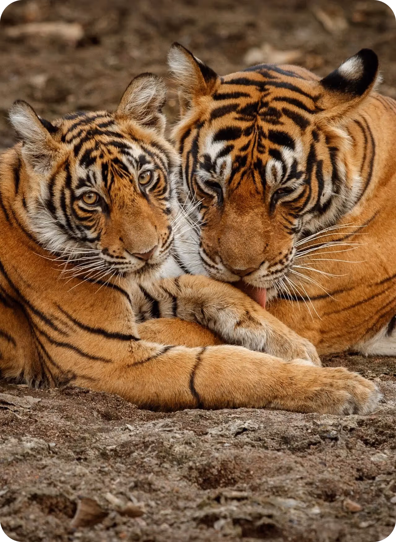 Tiger Kingdom