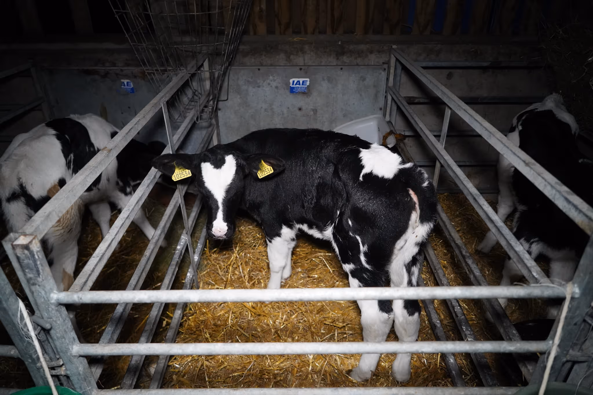 A cow calve is alone in a small metal cage in a dark room. The cow is facing the camera