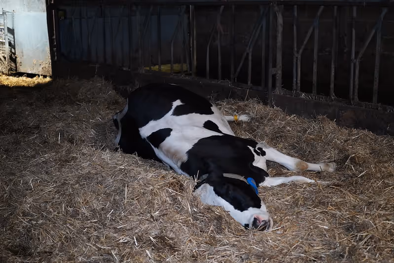 A cow lies on the ground. It is unclear whether the cow is dead, or just exhausted from the constant cycle of milk production.