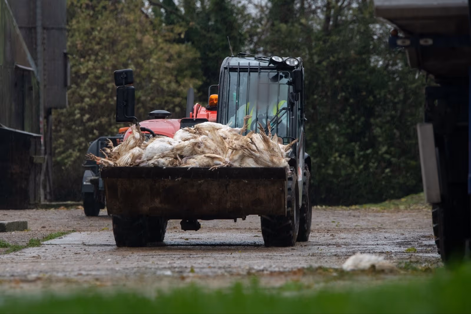 A tractor carries a load of dead turkeys infected with H5N1 out from the shed where they were killed during a disposal operation at a farm with an avian influenza outbreak in England.