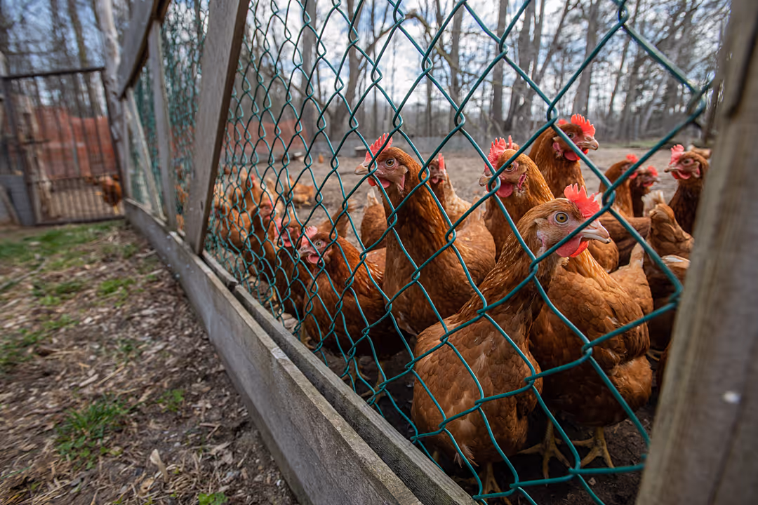 A small group of chickens are in an outdoor enclosure. The chickens are looking at the camera