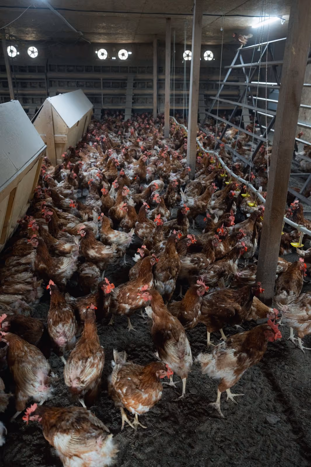 Hundreds of crowded hens in a free-range egg farm in Kazakhstan. The farm is still indoors and has a gloomy feel.