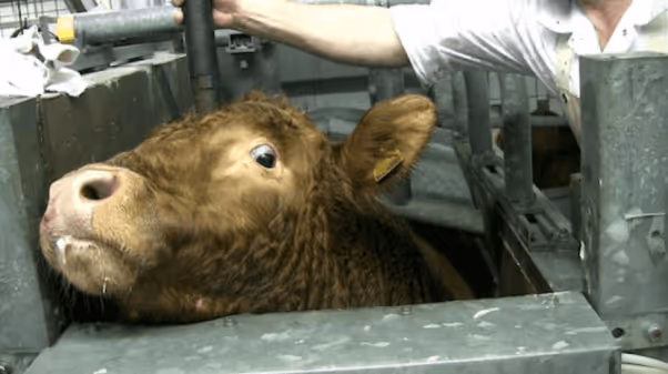 A brown cow is trapped in a small metal box. A person is holding a bolt gun to the cows head.