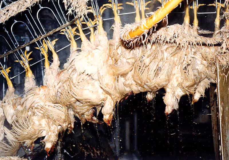 Chickens are hung upside down by their feet in a conveyer belt.