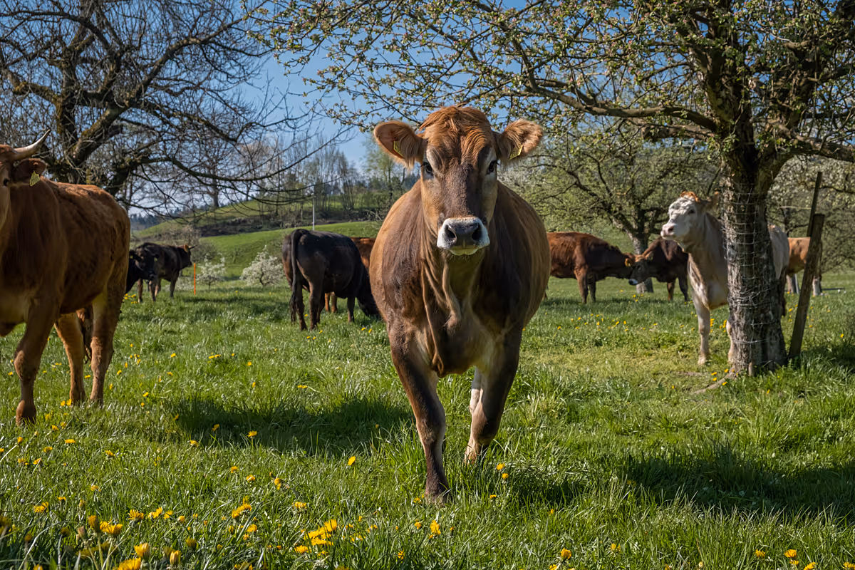A brown cow is standing in a green field amongst other cows. The cow is looking directly at the camera.