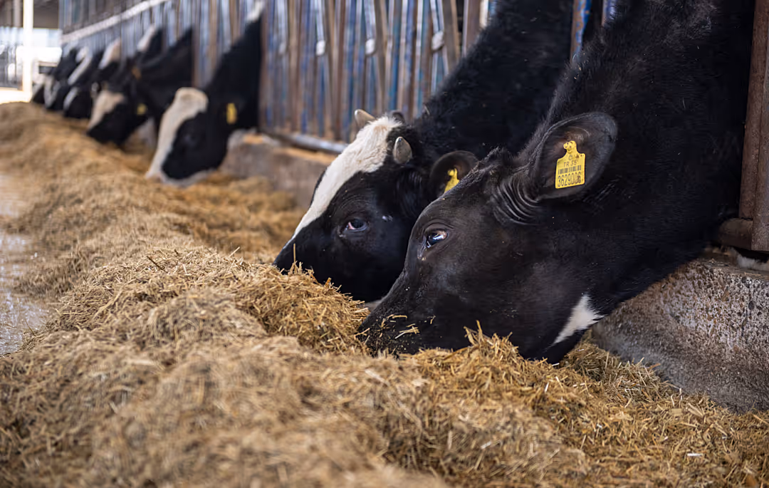 Cows are eating hay in a farm. Their heads are between metal bars.