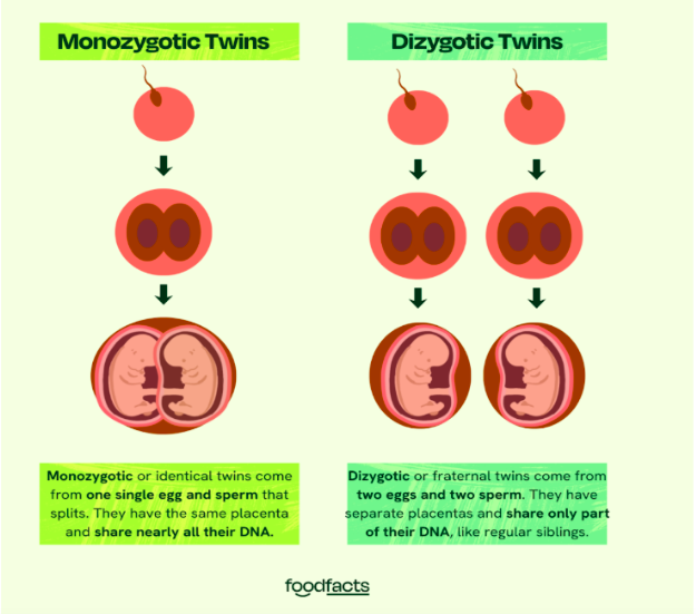 A graphic showing the difference in conception between foetuses from the same sperm versus from different sperm.