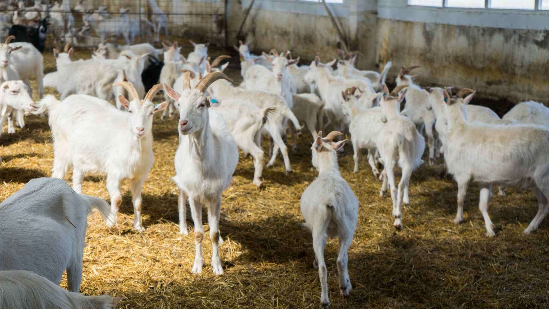Goats are standing together in an indoor farm
