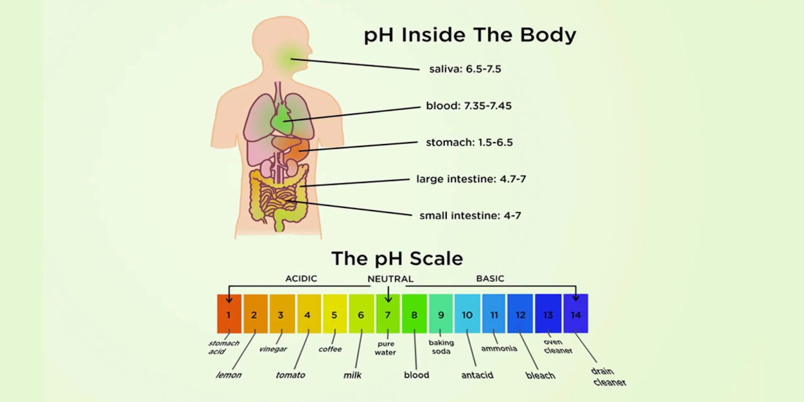 A graphic showing the pH levels in different parts of the body