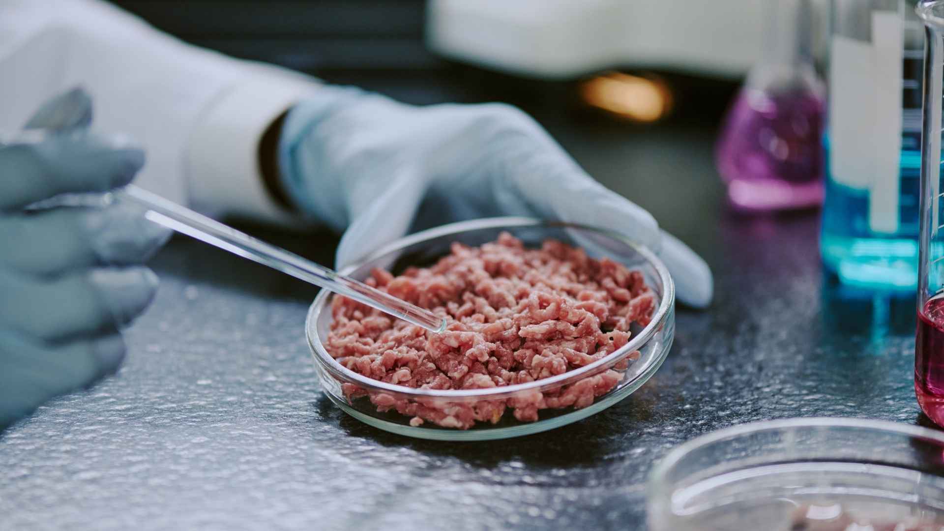 A scientist holds a plate of meat chunks
