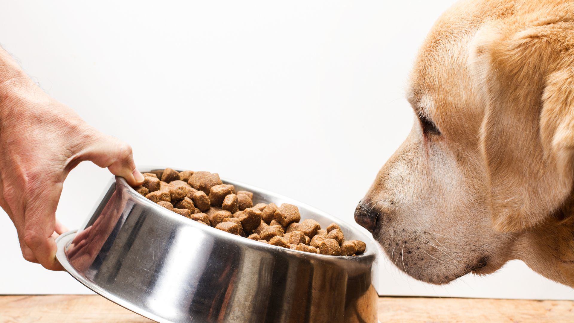 A person hands a dog a bowl of dog food