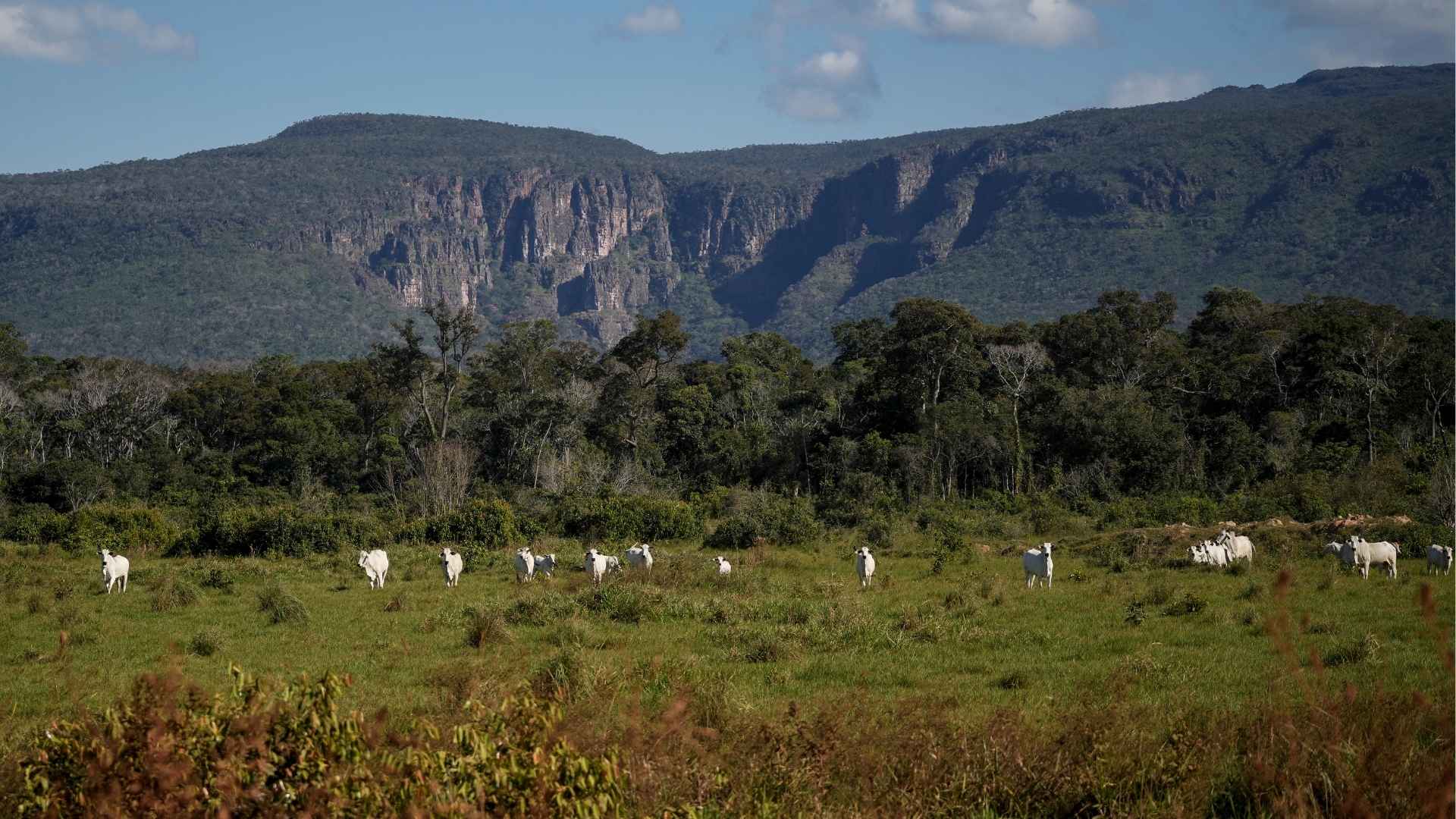 Cattle grazing in Ricardo Franco State Park