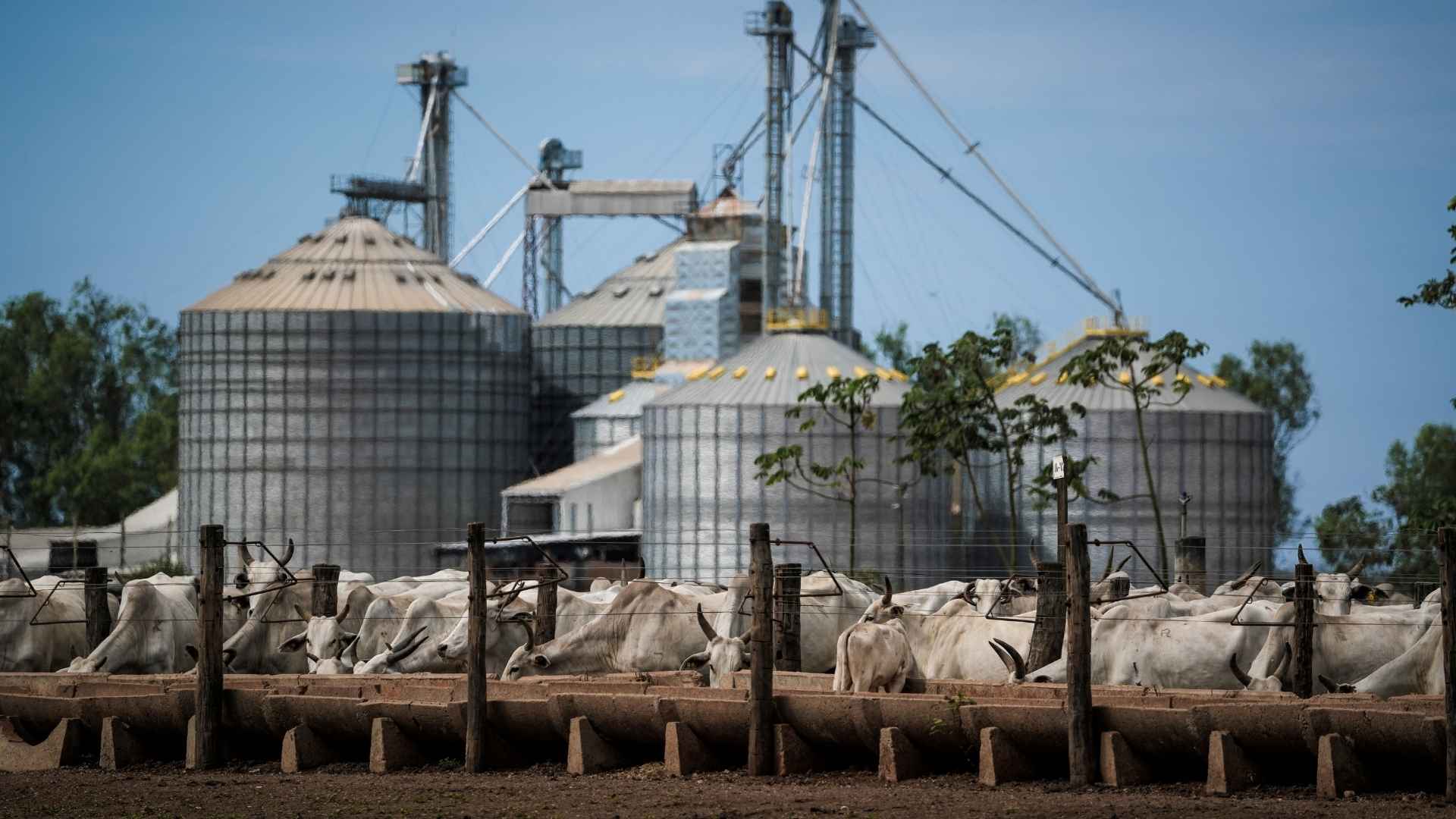 A group of cattle are fenced in and standing in front of large grain stores