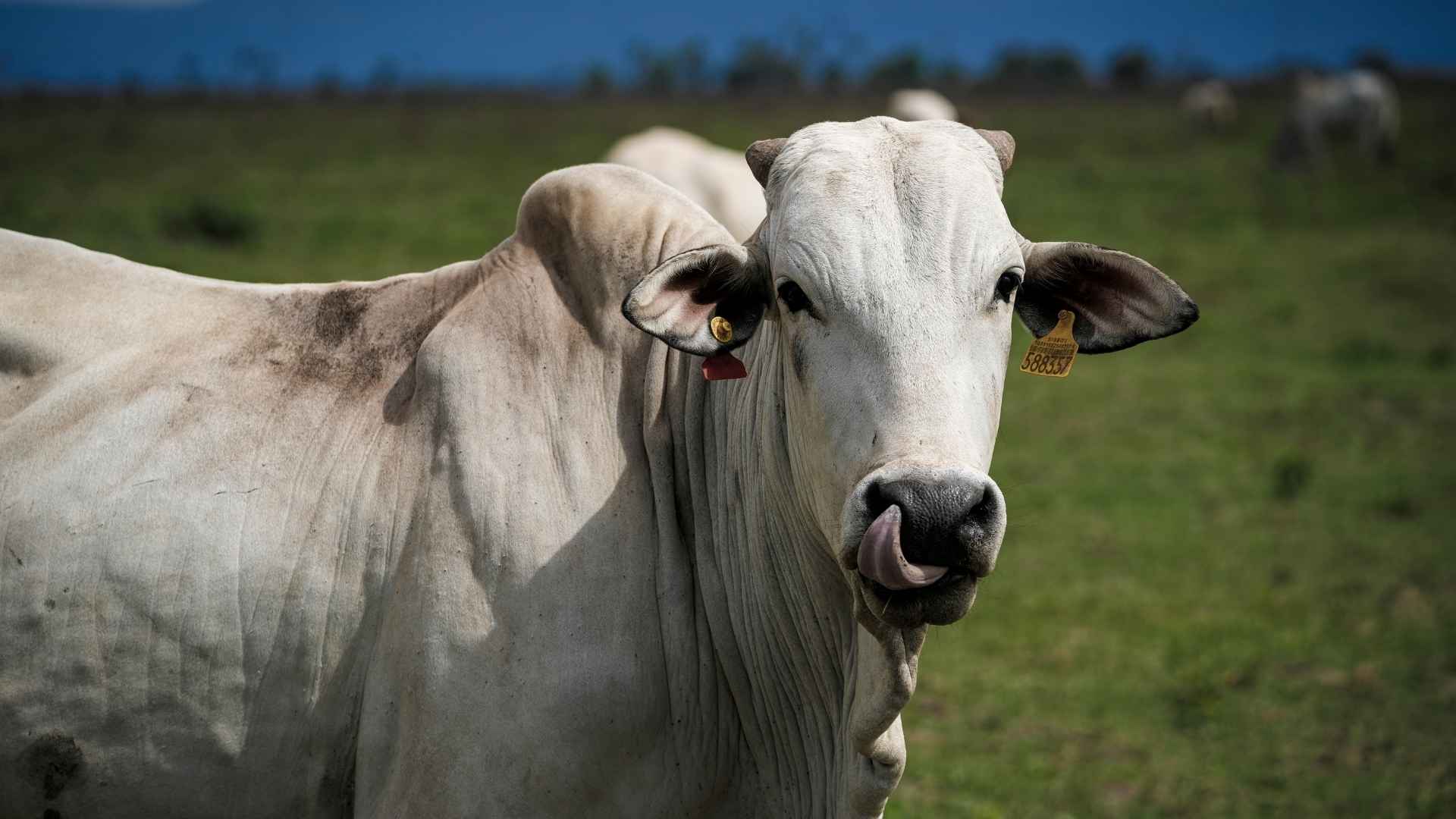 A white cow faces the camera with a yellow ear tag
